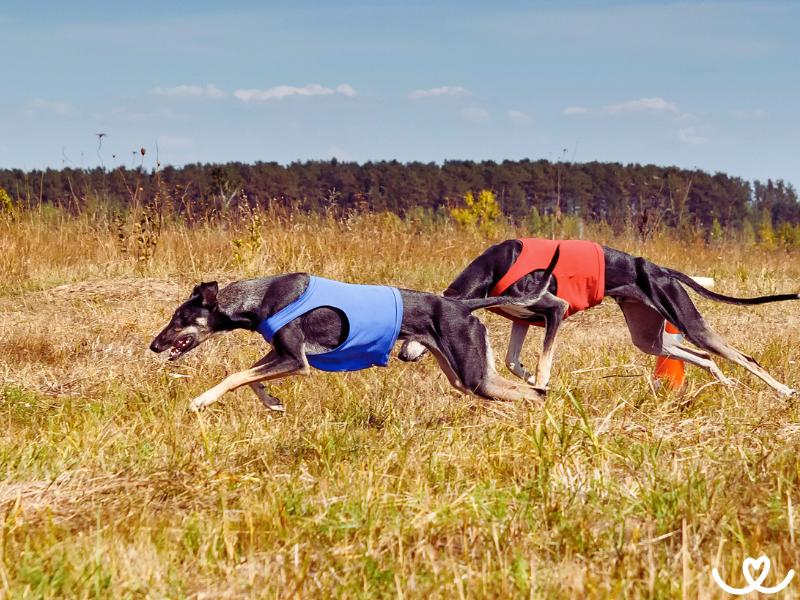 Coursing-zkousky-a-trenink (8)